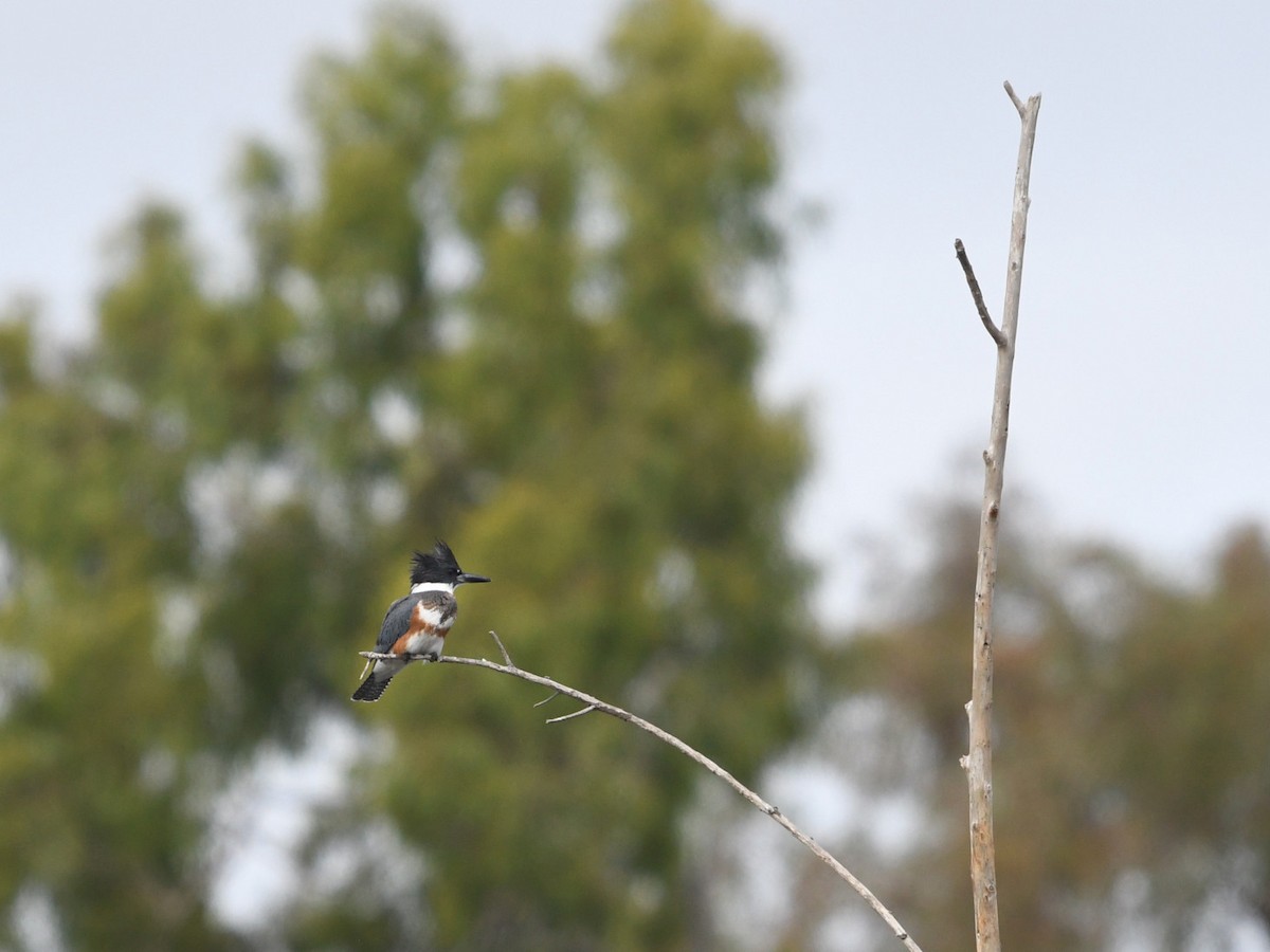 Belted Kingfisher - ML645429565