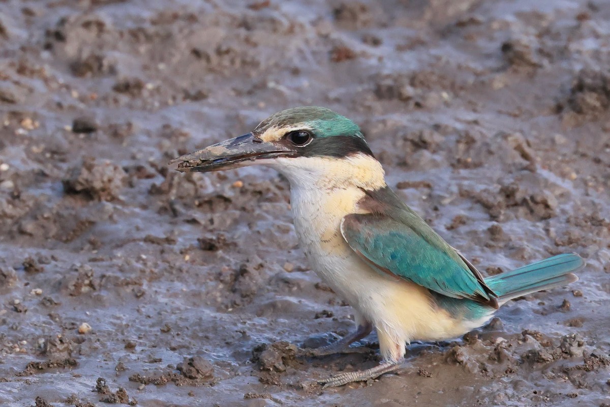 Sacred Kingfisher - ML645429566