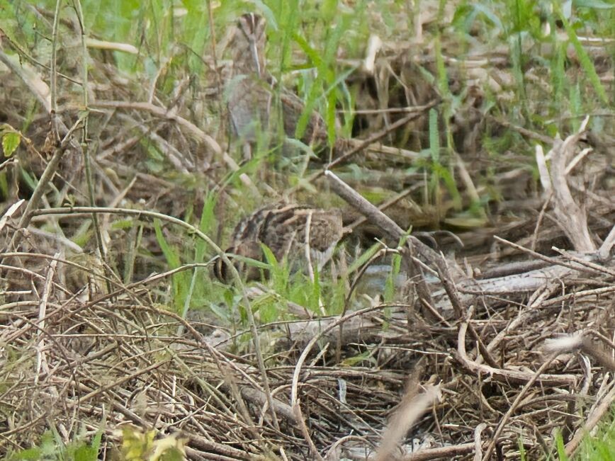 Pin-tailed Snipe - ML645429567