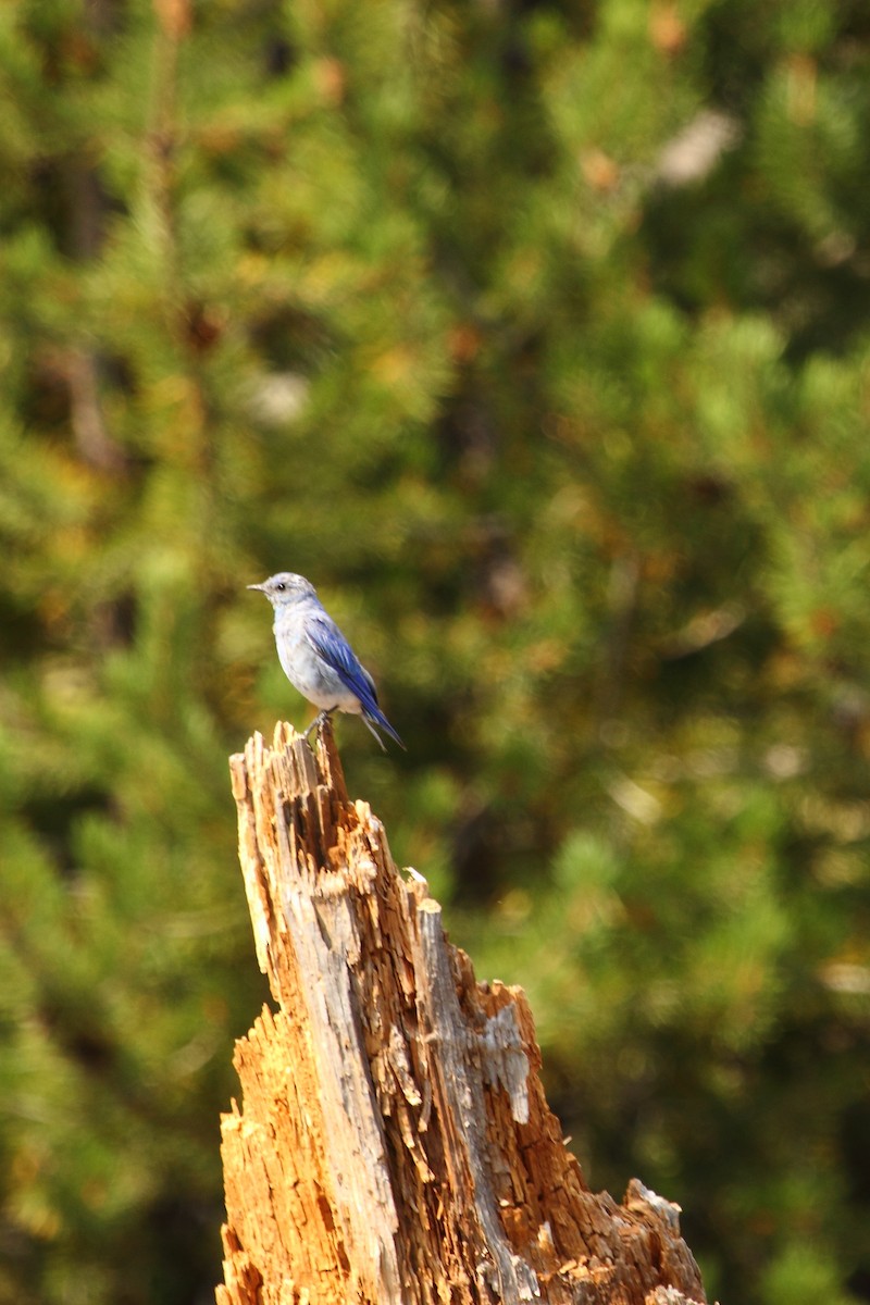 Mountain Bluebird - ML645429568