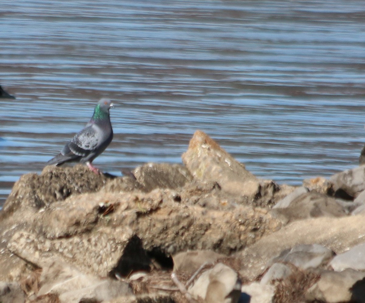 Rock Pigeon (Feral Pigeon) - ML645429569