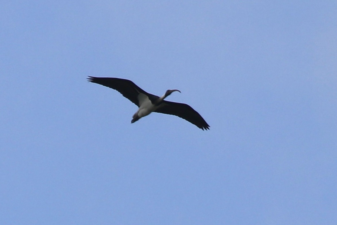 Straw-necked Ibis - ML645429570