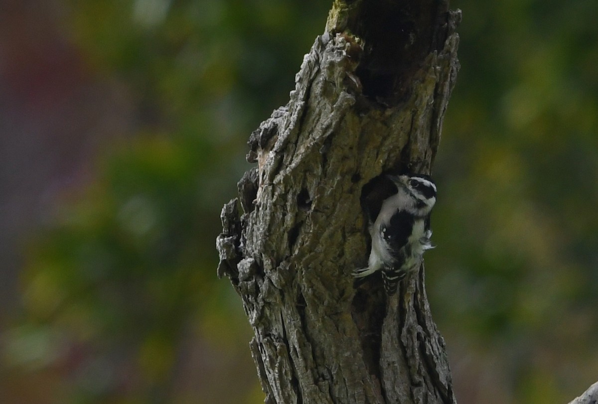 Downy Woodpecker (Pacific) - ML645429571