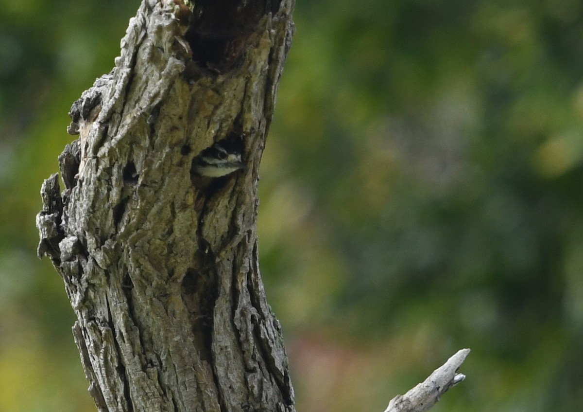 Downy Woodpecker (Pacific) - ML645429572