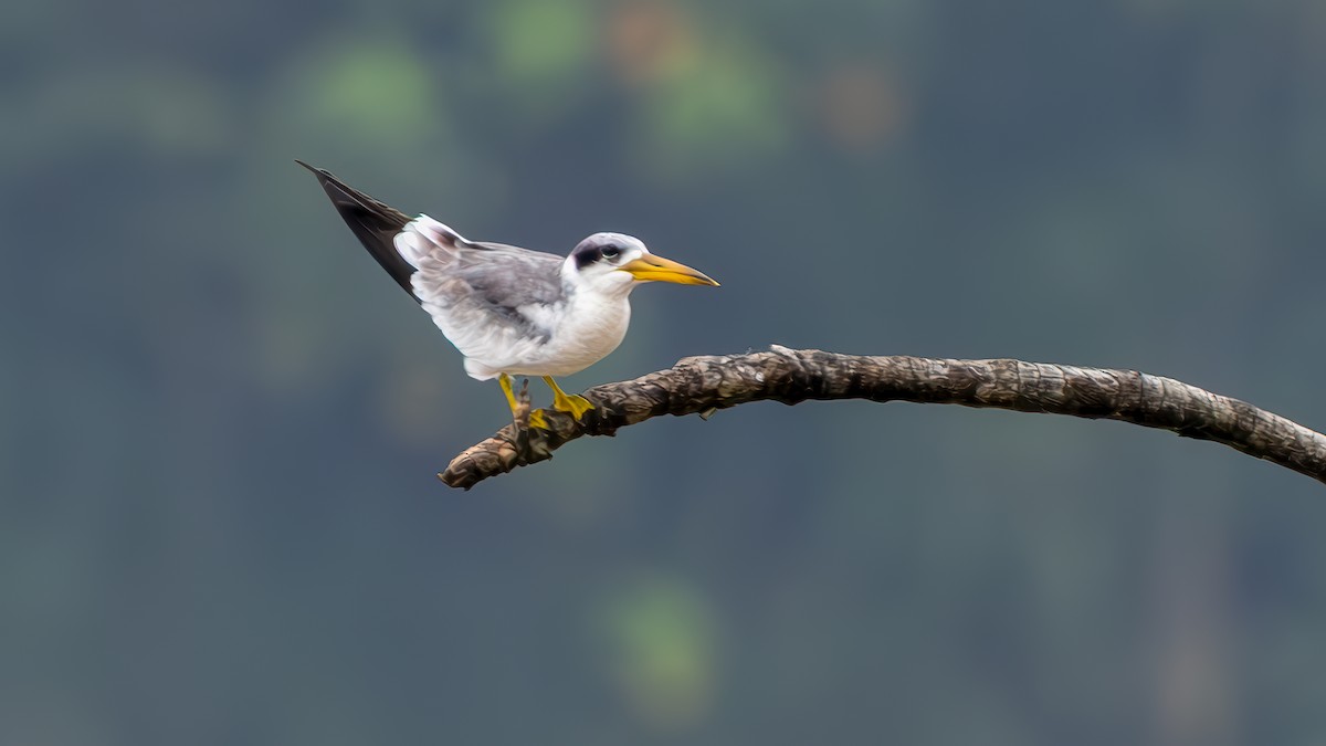 Large-billed Tern - ML645429573