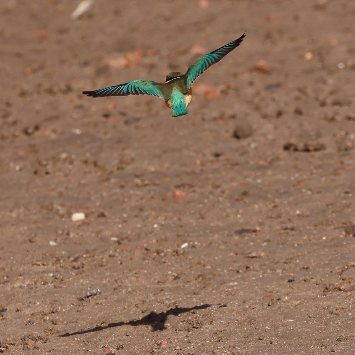 Sacred Kingfisher - ML645429574