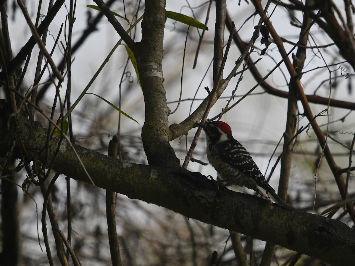 Nuttall's Woodpecker - ML645429578