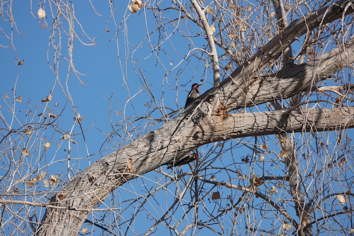 Red-naped Sapsucker - ML645429579