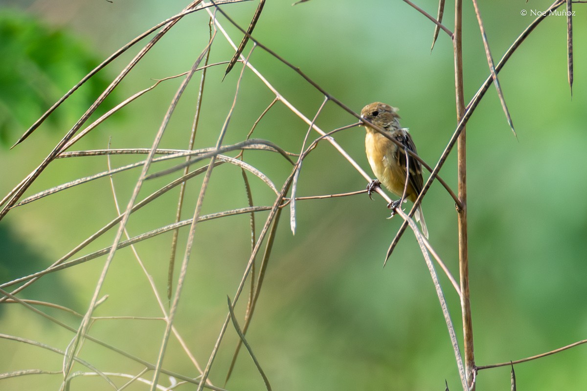 Morelet's Seedeater - ML645429581