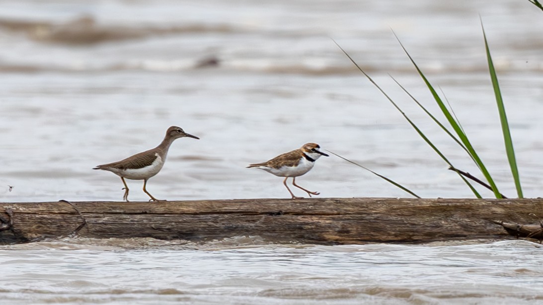 Spotted Sandpiper - ML645429582