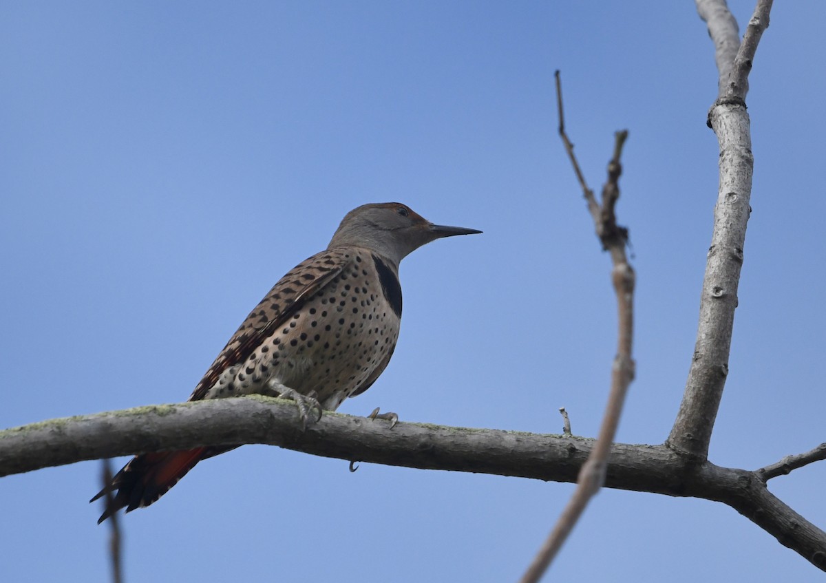 Northern Flicker (Red-shafted) - ML645429583