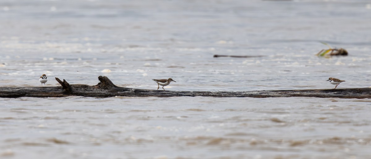 Collared Plover - ML645429584