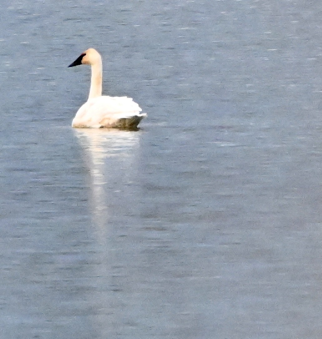 Trumpeter Swan - ML645429585