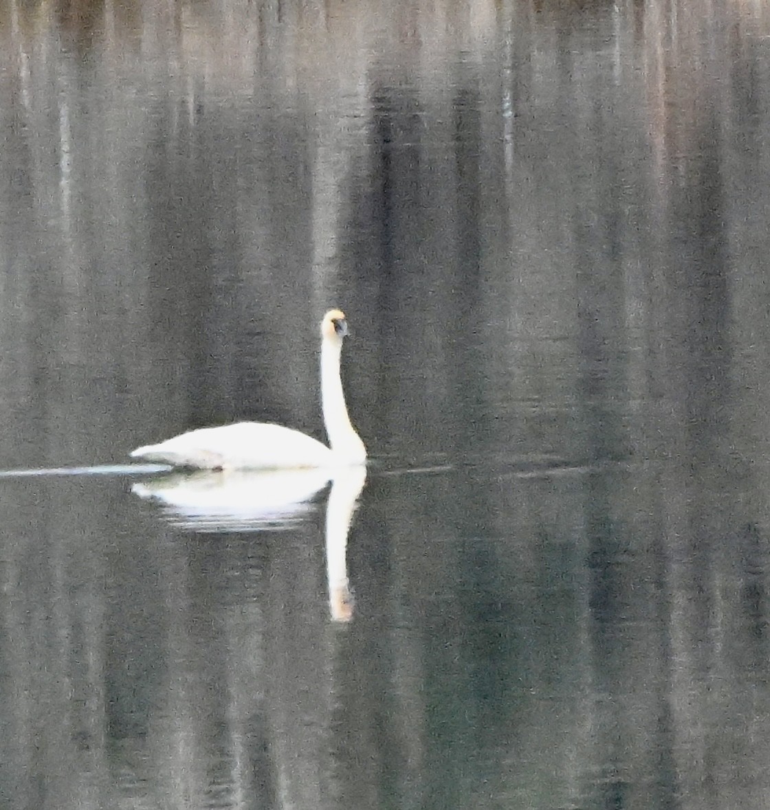 Trumpeter Swan - ML645429586