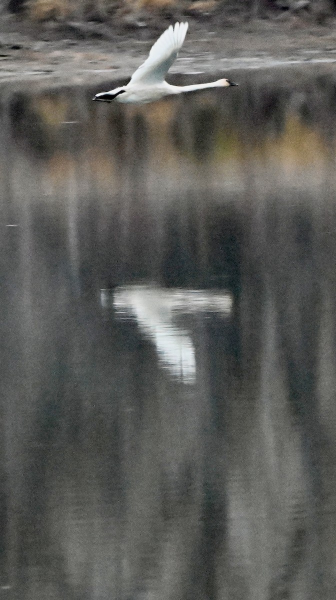 Trumpeter Swan - ML645429587