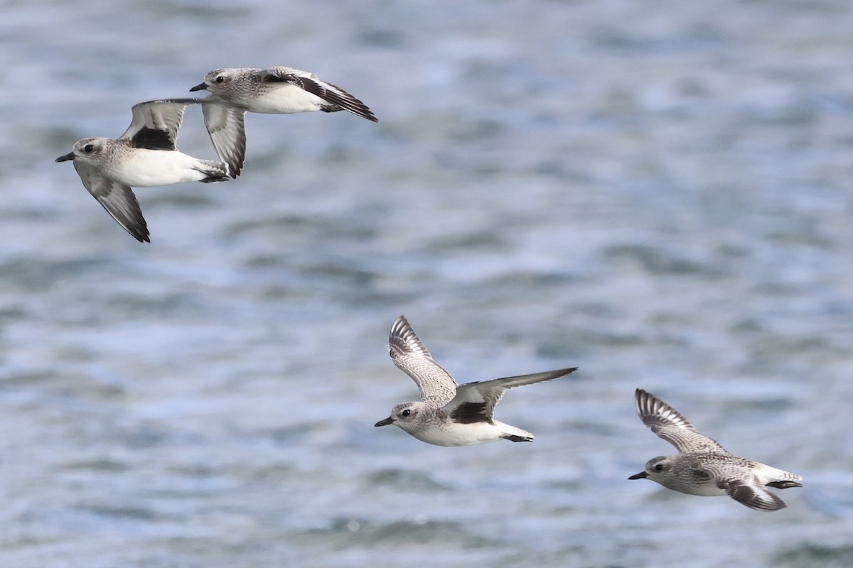 Black-bellied Plover - ML645429589