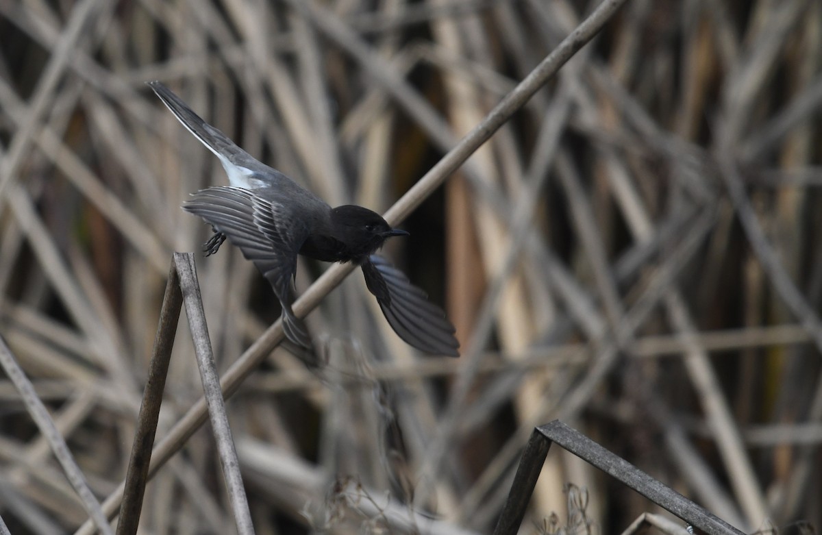 Black Phoebe - ML645429599