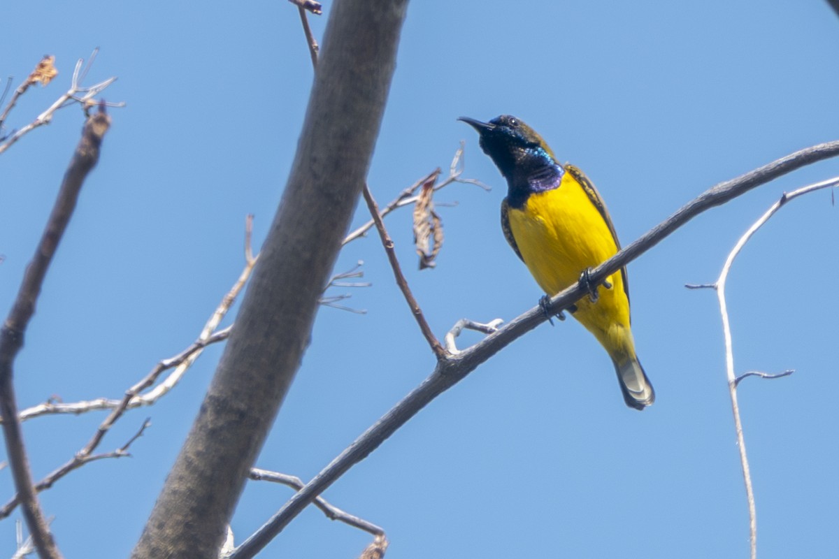 strdimil zdobený - ML645429600