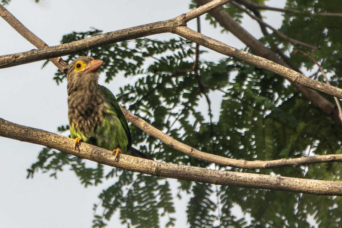 barbet čárkovaný - ML645429601