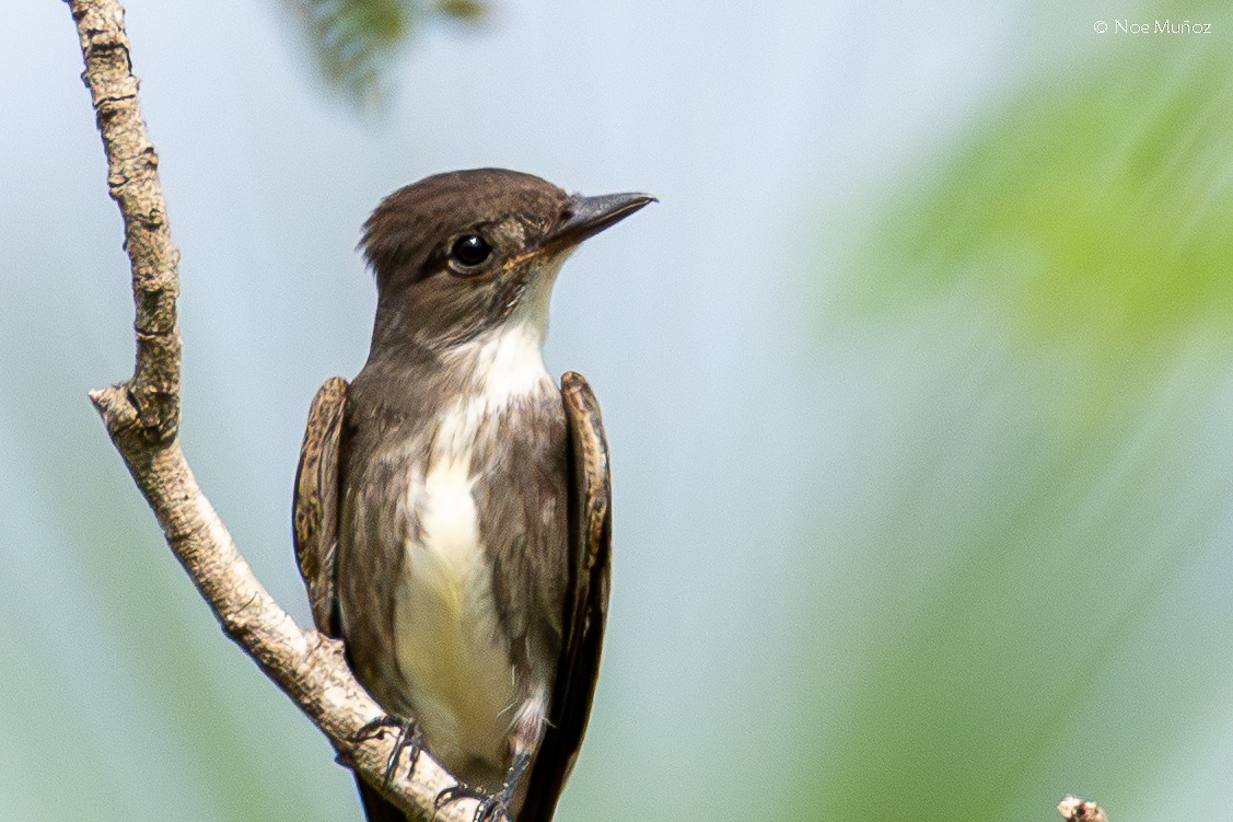 tyranovec severský - ML645429609