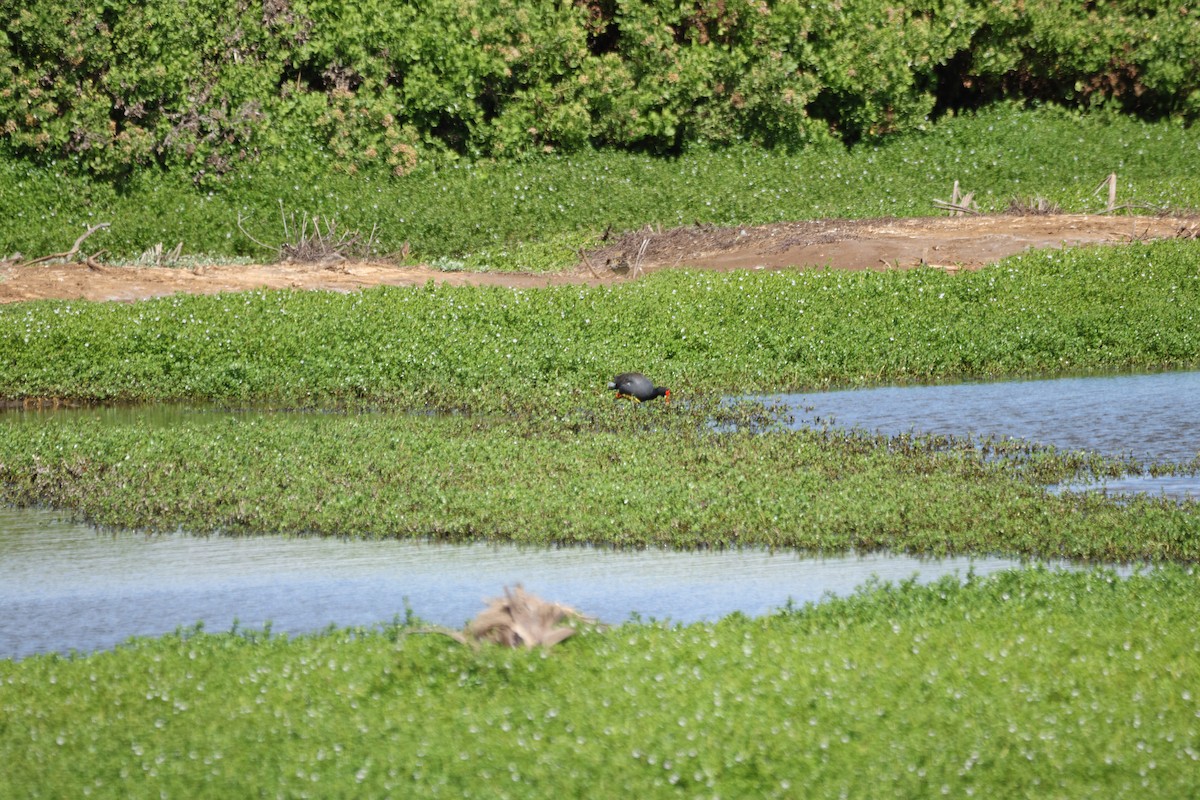 Common Gallinule (Hawaiian) - ML645429611