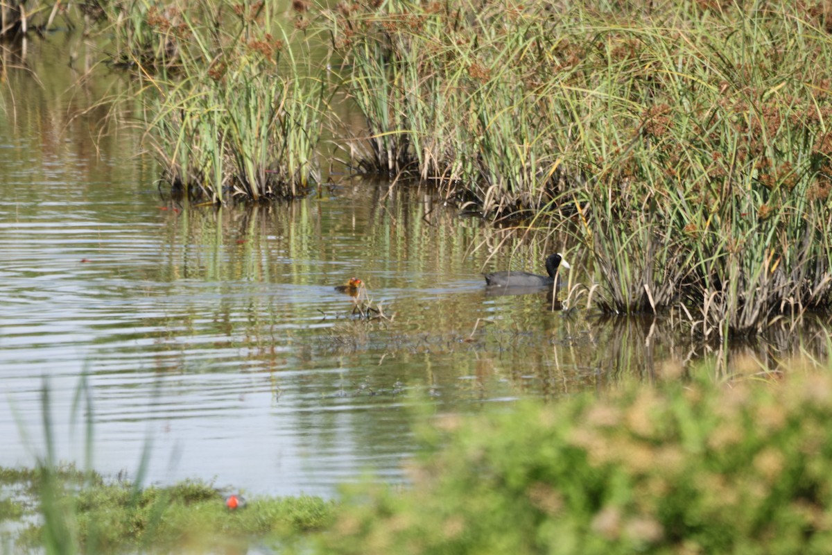 Focha Hawaiana - ML645429627