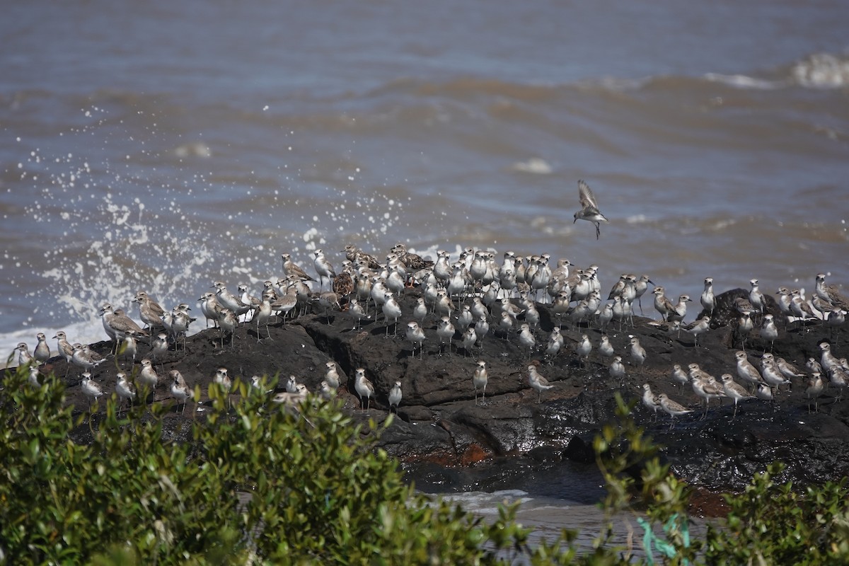 Correlimos Zarapitín - ML645429628