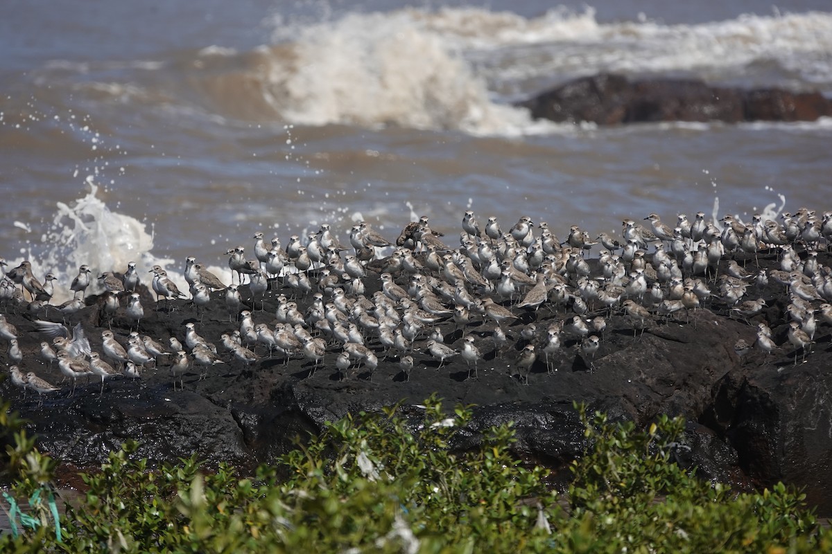 Correlimos Zarapitín - ML645429629