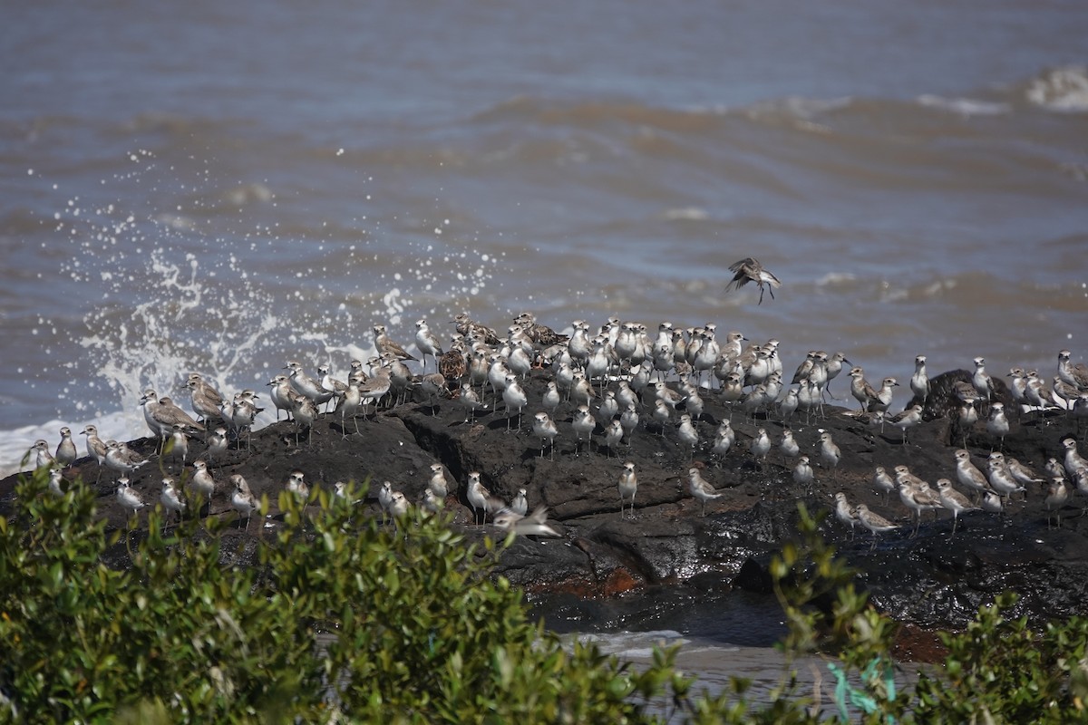 Correlimos Zarapitín - ML645429630