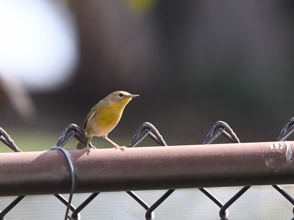 Mascarita Común - ML645429631
