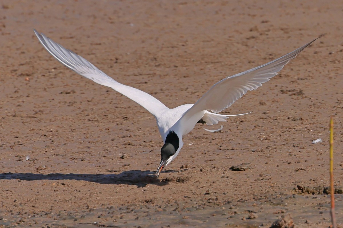 Pagaza Australiana - ML645429632