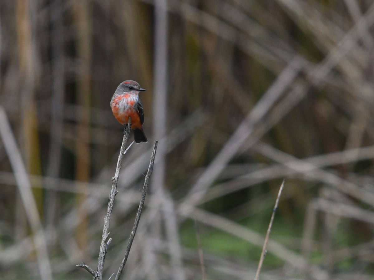 Mosquero Cardenal - ML645429634