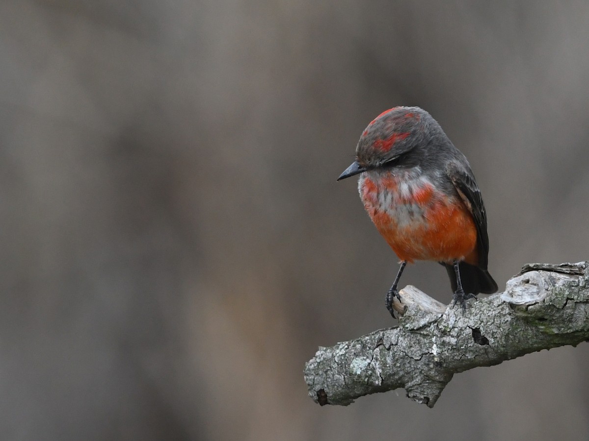Mosquero Cardenal - ML645429635