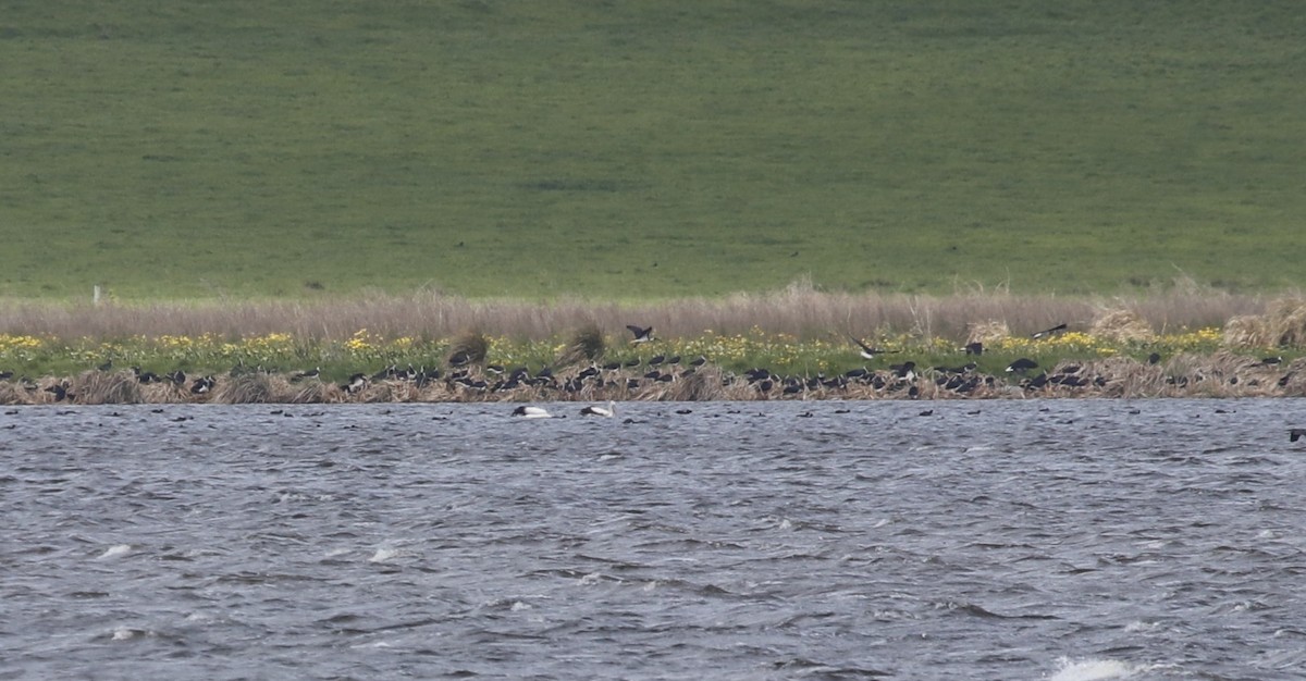 Ibis Tornasolado - ML645429636