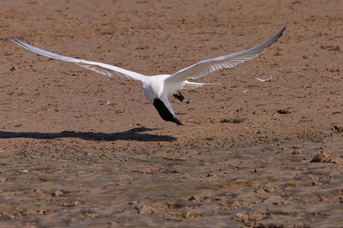 Pagaza Australiana - ML645429637