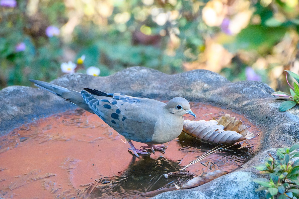 Zenaida Huilota - ML645429638