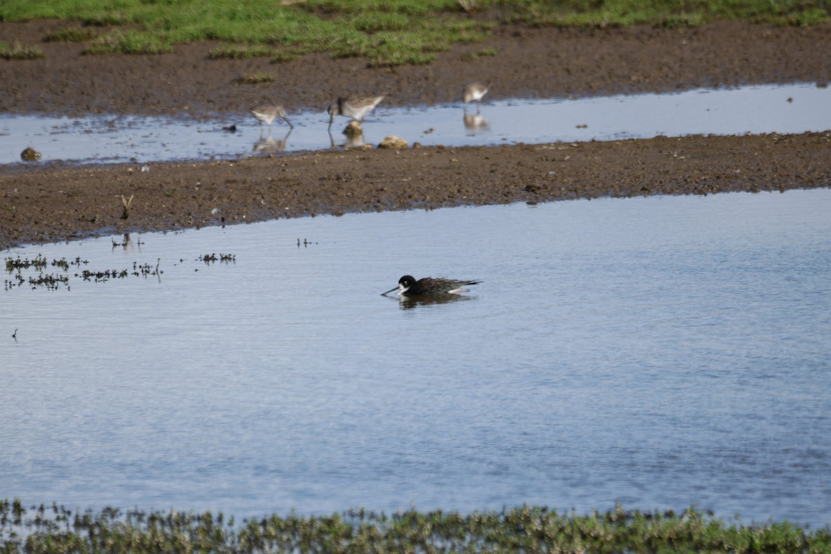 Cigüeñuela Cuellinegra (Hawaiana) - ML645429640