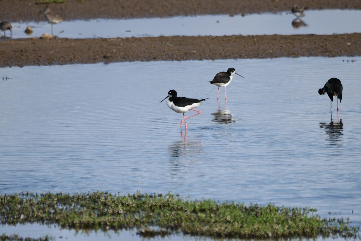 Cigüeñuela Cuellinegra (Hawaiana) - ML645429641
