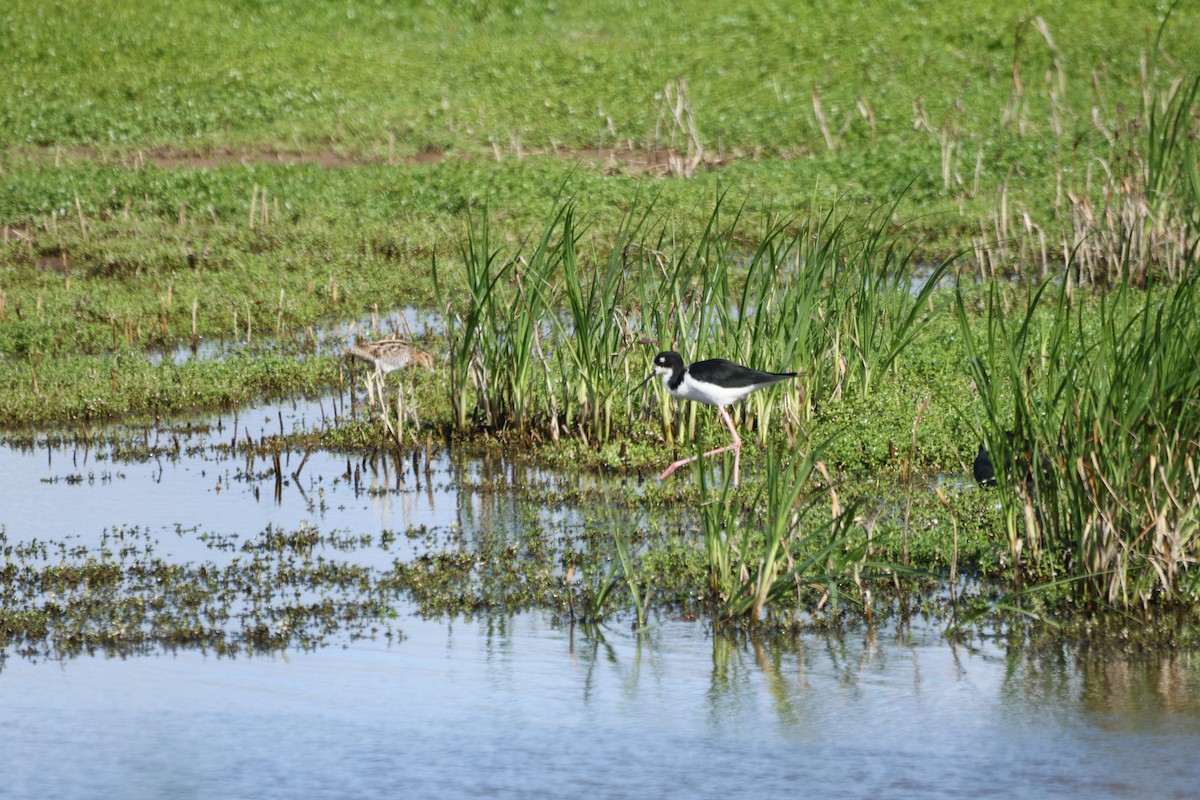 Cigüeñuela Cuellinegra (Hawaiana) - ML645429642