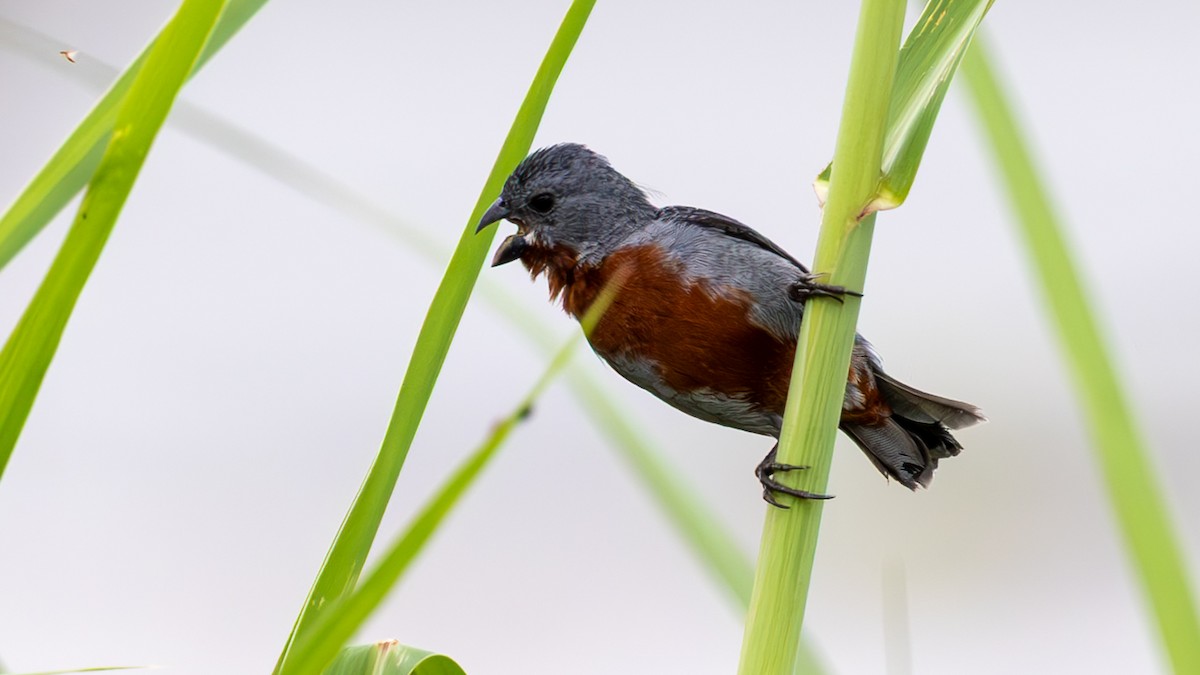 Semillero Ventricastaño - ML645429643