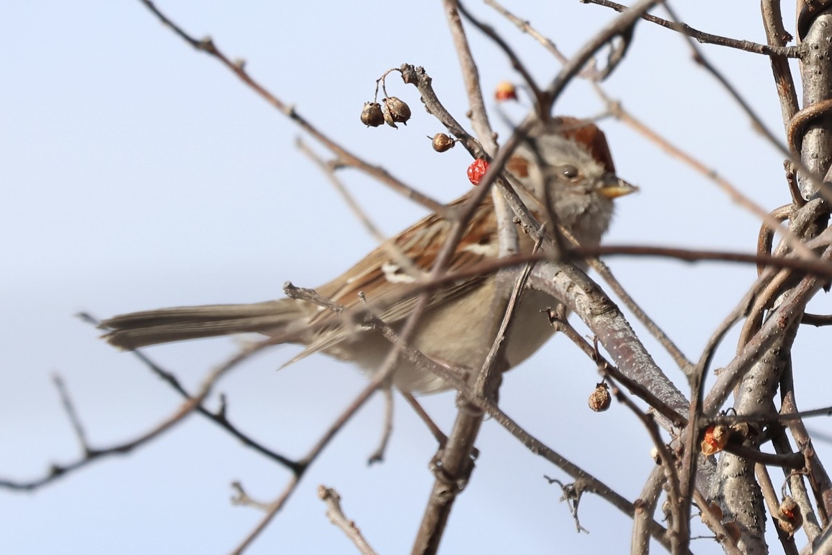 Chingolo Arbóreo - ML645429644