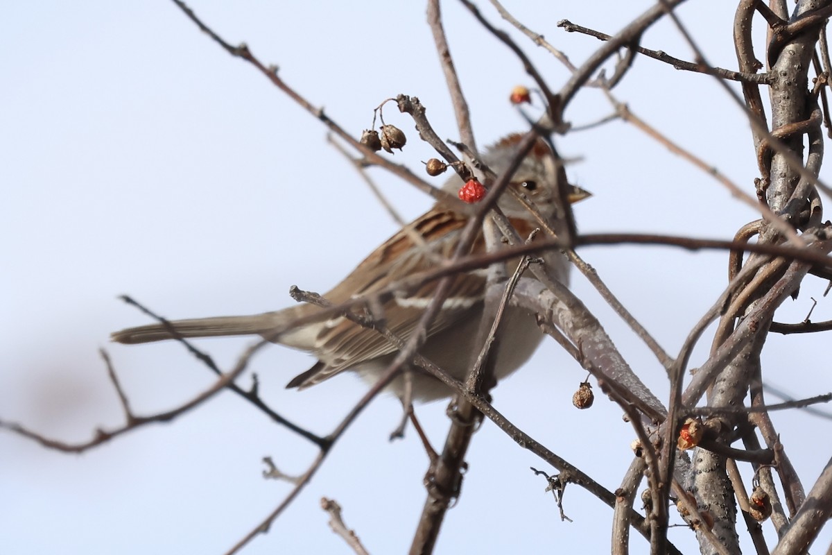 Chingolo Arbóreo - ML645429645