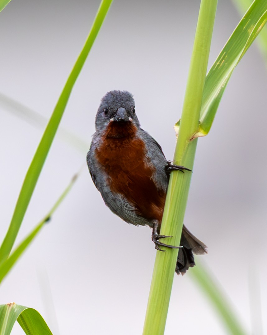Semillero Ventricastaño - ML645429647