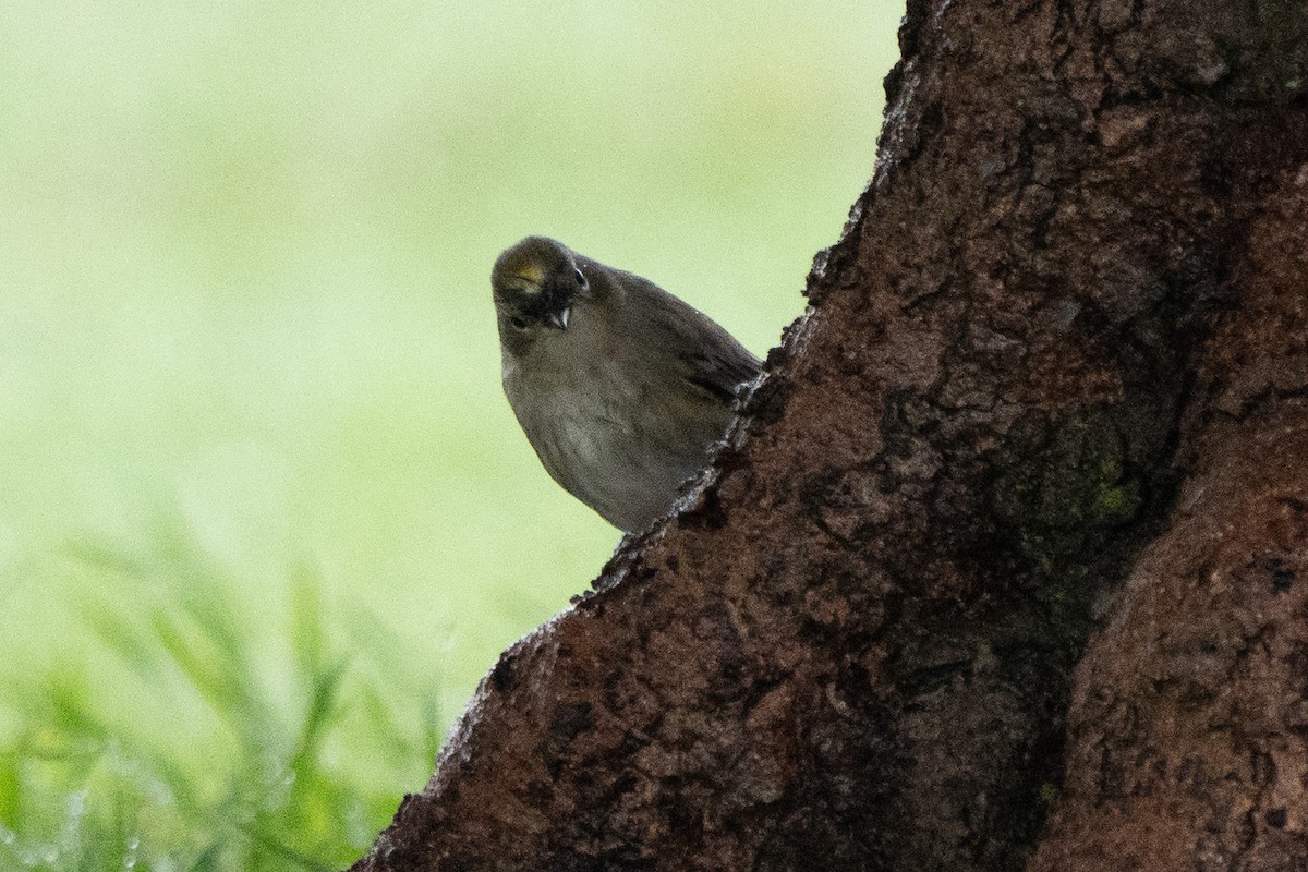 Reinita Coronada - ML645429648