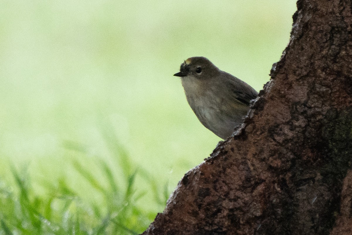 Reinita Coronada - ML645429649