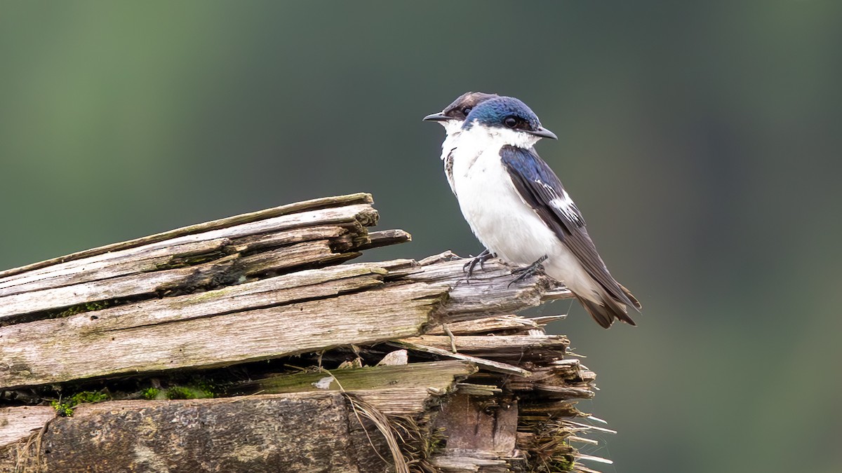 Golondrina Aliblanca - ML645429650