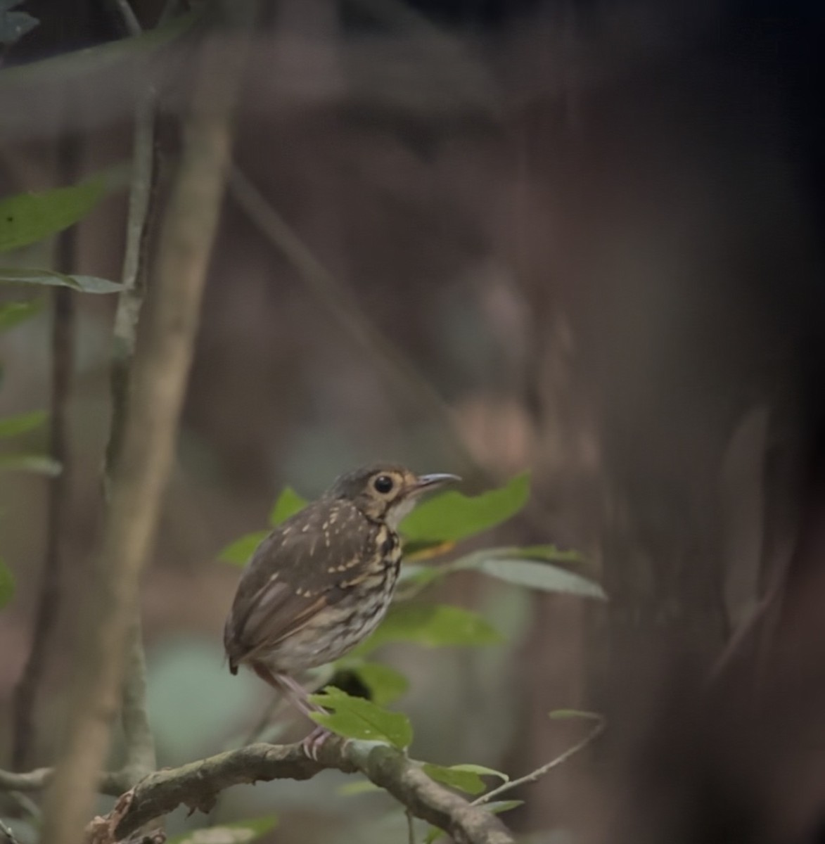 Tororoí de Anteojos - ML645429651