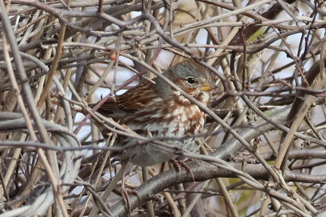 Chingolo Zorruno - ML645429652