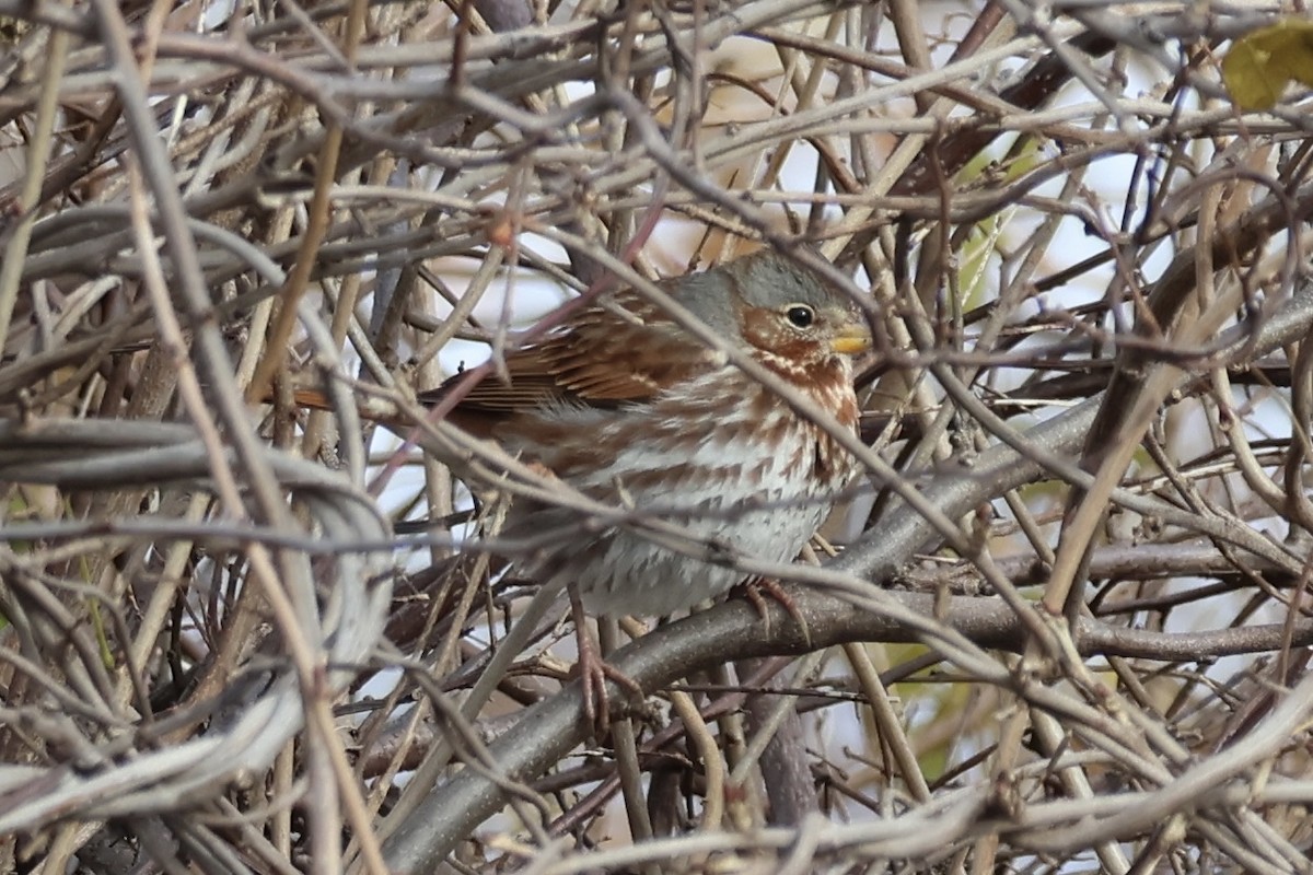 Chingolo Zorruno - ML645429653