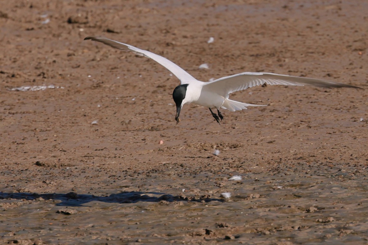 Pagaza Australiana - ML645429654